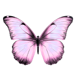 motyl jasny różowy